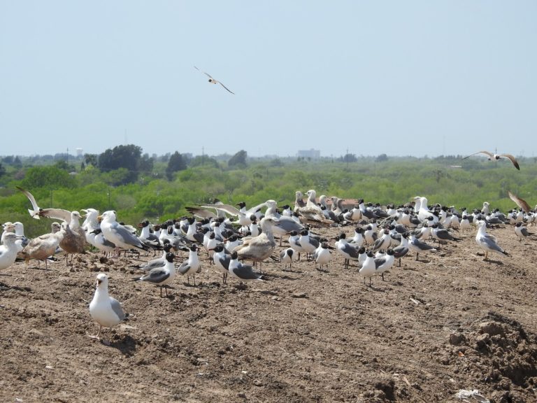 Brownsville Landfill